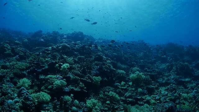 海底暗礁，海鲷鱼视频素材