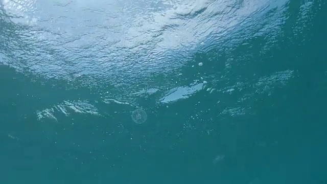 水下:在阳光明媚的夏日里，孤独的水母在广阔的翡翠海洋中畅游。视频素材