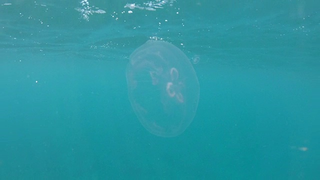 水下:令人惊叹的透明水母盘旋在水晶般清澈的海洋。视频素材