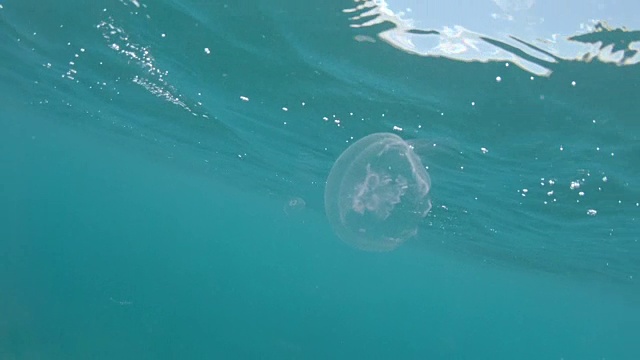 水下:两只小水母在绿松石般的海水中畅游。视频素材