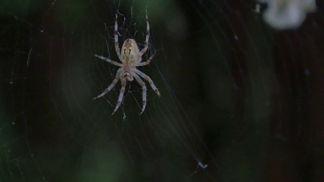蜘蛛在晚上织网视频素材
