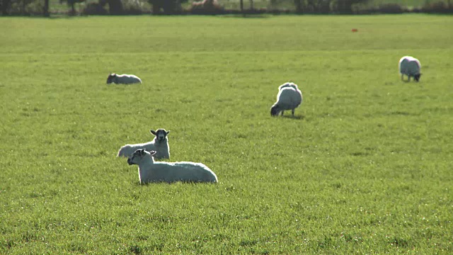 羊在田野里吃草视频下载
