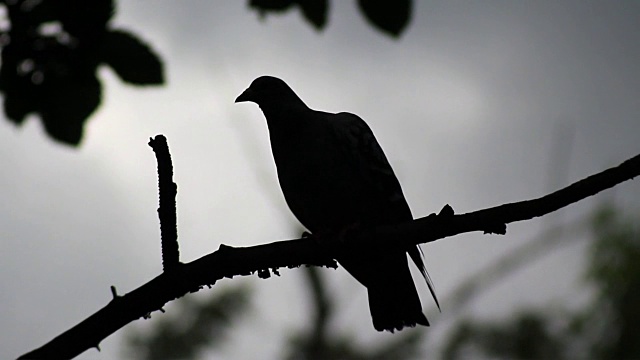 鸽子的剪影坐在树枝上视频下载