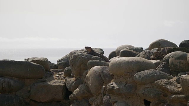 岩石上的巨型蜥蜴，4k慢镜头视频素材
