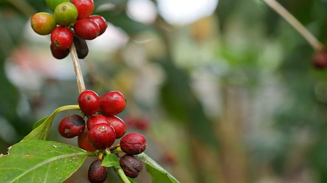 近距离观察咖啡树上的咖啡豆(水果)视频素材