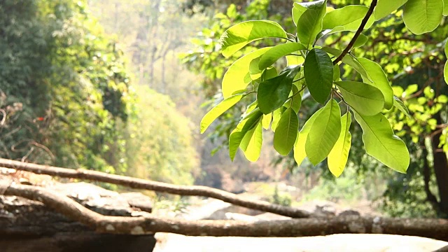 树叶在阳光下移动，溪流背景视频素材