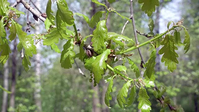 新鲜的年轻的橡树叶子在明亮的阳光下，预录像视频素材