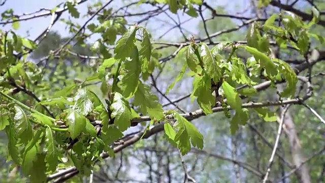 新鲜的年轻的橡树叶子在明亮的阳光下，预录像视频素材
