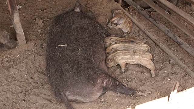 农场里的小猪在吃妈妈的奶。视频下载