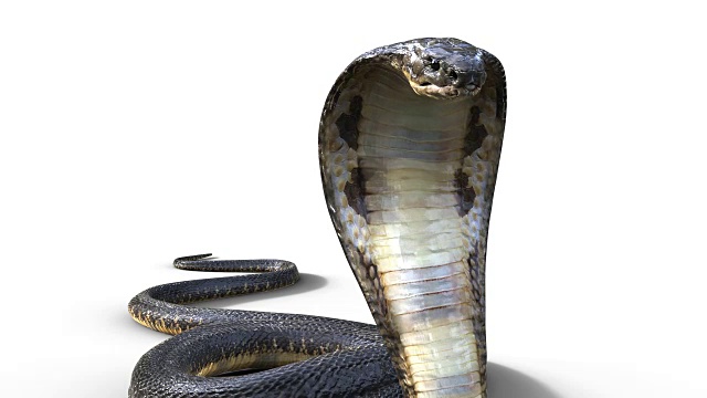 眼镜王蛇蛇视频素材