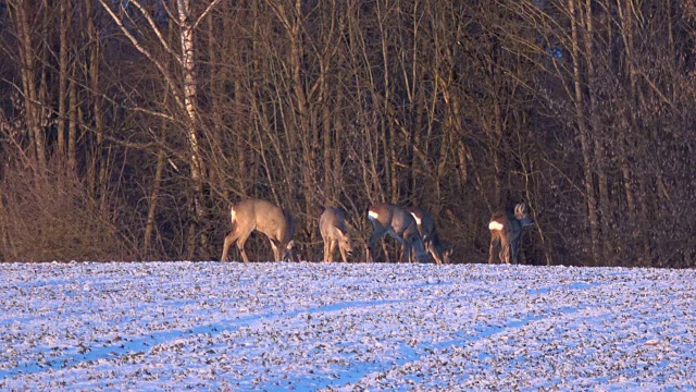 清晨，一群狍子在严寒的冬末田野上视频素材