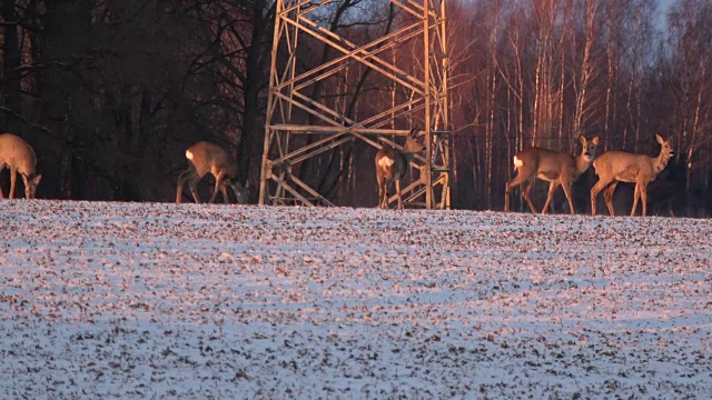 狍群在农用冬季田附近的电塔视频素材