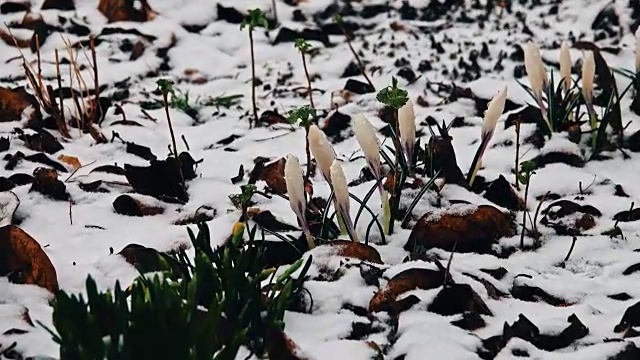 雪中的番红花视频素材