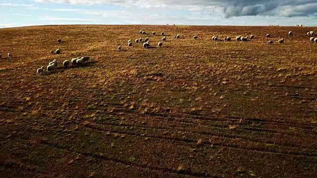 绵羊在草原上奔跑视频素材