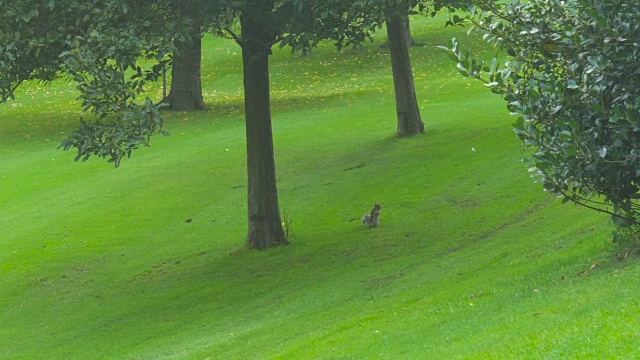 爱丁堡公园里玩耍的松鼠视频素材