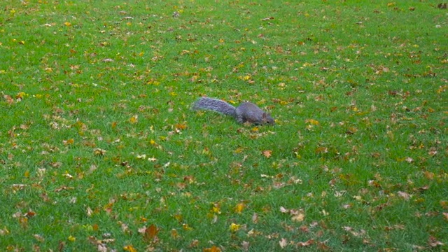 爱丁堡公园里玩耍的松鼠视频素材