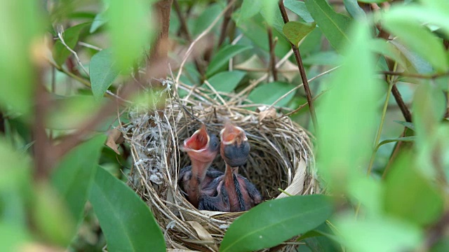 饥饿的小鸟在巢里。视频素材