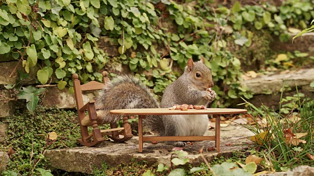 松鼠在花园里的一张小桌子上吃坚果视频素材