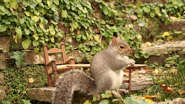 松鼠在花园里的一张小桌子上吃坚果视频素材