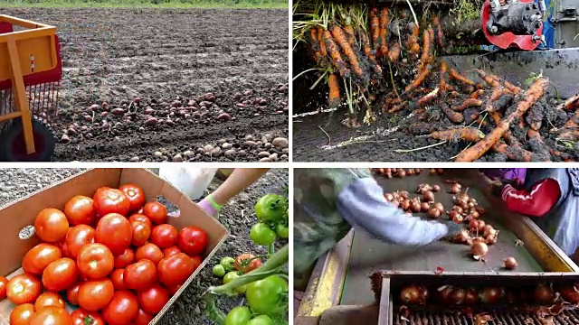 蔬菜Production-Multi屏幕视频下载