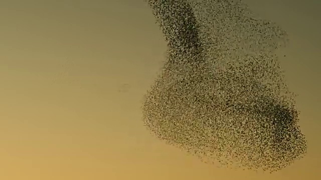 日落时欧椋鸟的实时视频视频素材
