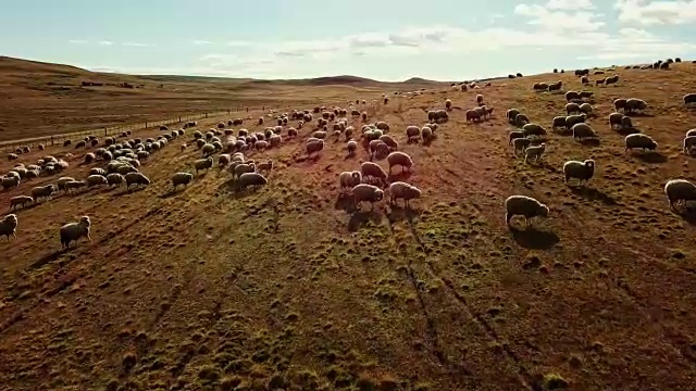 绵羊在草原上奔跑视频素材