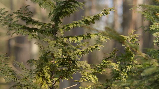 夏日松林中的绿色灌木视频素材