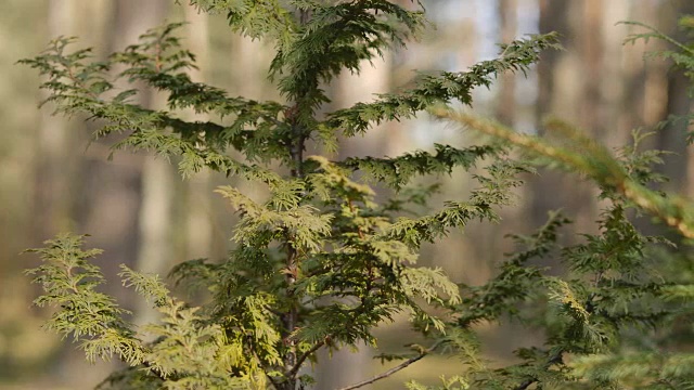 夏日松林中的绿色灌木视频素材