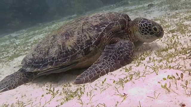 绿海龟吃海草视频素材