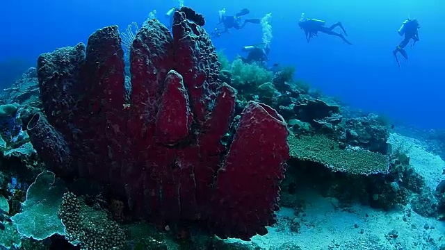 印度尼西亚Wakatobi国家公园健康珊瑚礁上的大型海绵和海洋生物。视频素材