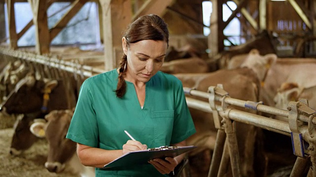 一位女兽医观察牛棚里的牛，并记下她的观察结果视频下载