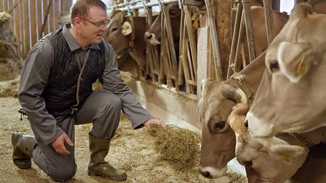 男农民在牲口棚里用手喂牛，并观察它们视频下载