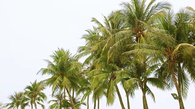 棕榈树顶部视频素材