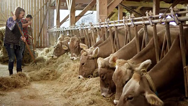 男农夫和女农夫在谷仓里给牛扔干草视频下载