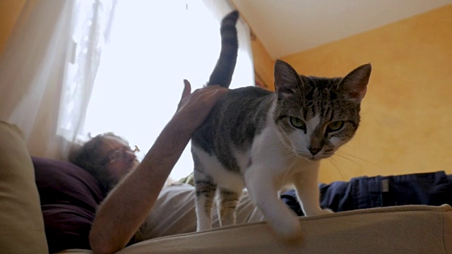 一名男子躺在地上抚摸着一只直接走向摄像机的猫视频素材