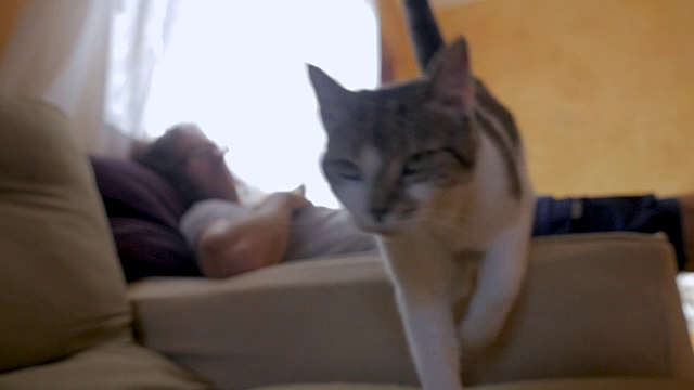 一只猫跳过一个躺着的人，以慢镜头向摄像机走来视频素材
