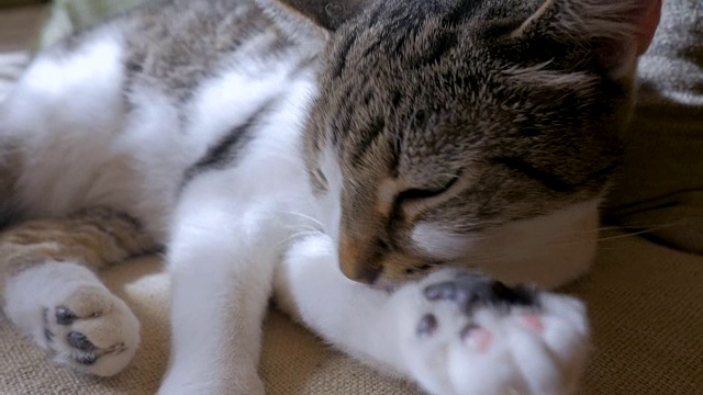 一个灰色和白色虎斑猫的近距离梳理它的爪子在慢动作视频素材