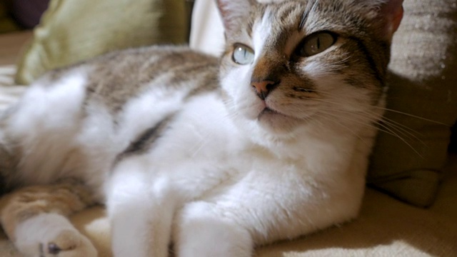 美丽健康的宠物猫躺下，呜呜叫，看着镜头视频素材