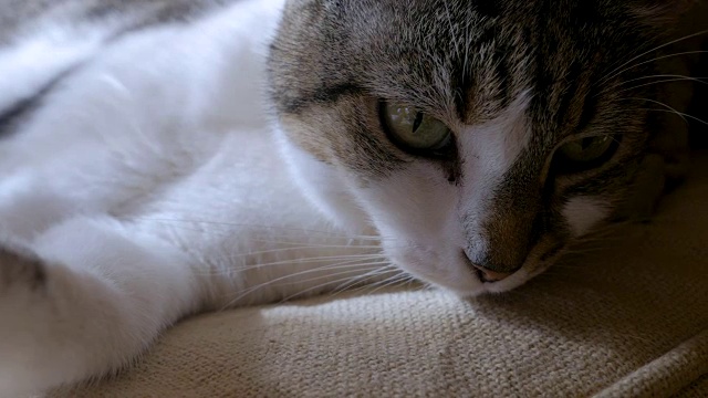 一个喵喵叫的猫躺下盯着慢动作的东西的特写视频素材