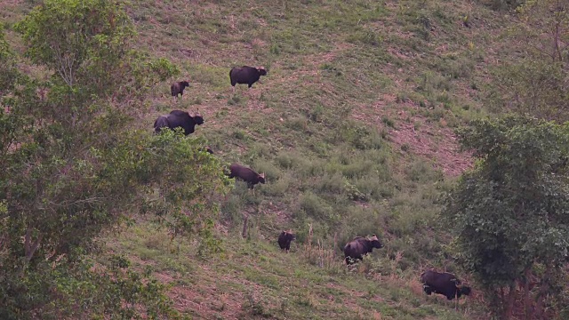 牛群在考亚艾国家公园的田野里吃草视频下载