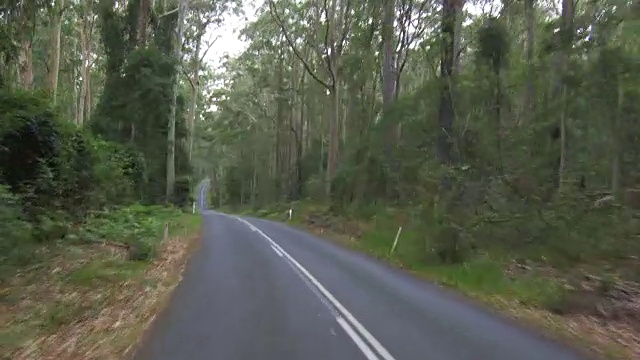 驾车穿过森林道路，Murramarang国家公园，澳大利亚视频下载