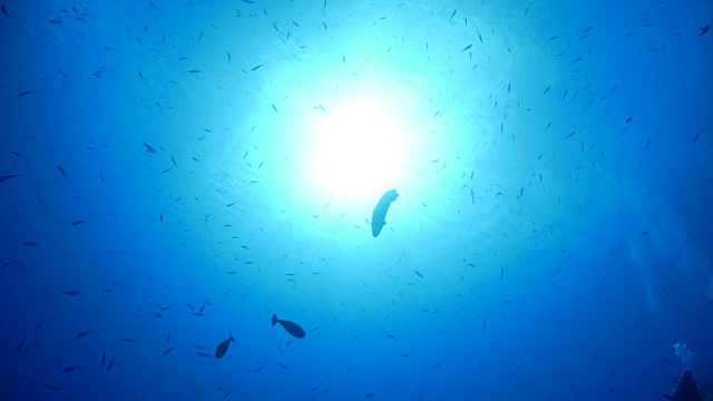 在海面下游泳的拿破仑濑鱼(座头鱼)视频下载