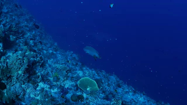 帕劳海下的驼背濑鱼(拿破仑鱼)视频素材