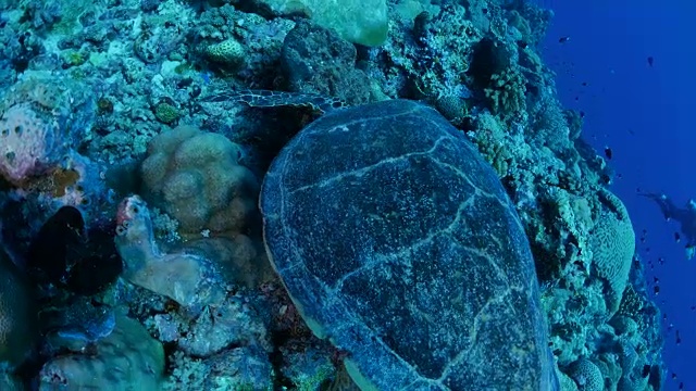 绿海龟在珊瑚礁里吃软珊瑚视频素材