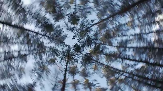 从地面往上看，森林里的松树视频下载