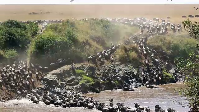 肯尼亚的大角马迁徙和鳄鱼袭击视频素材