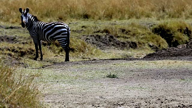肯尼亚大角马迁徙中的斑马视频素材