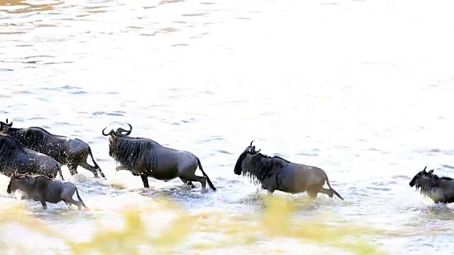 肯尼亚的角马大迁徙视频素材