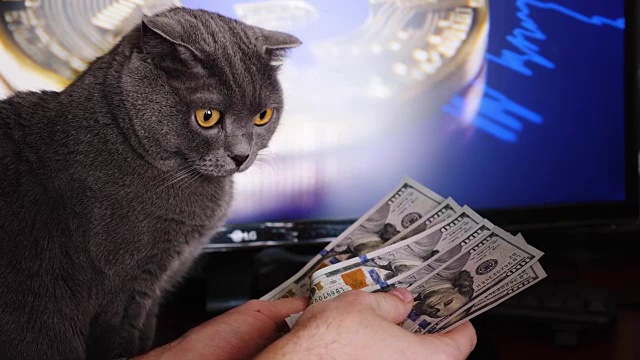 商人在桌子上数钱。灰色的英国猫看着钱视频下载