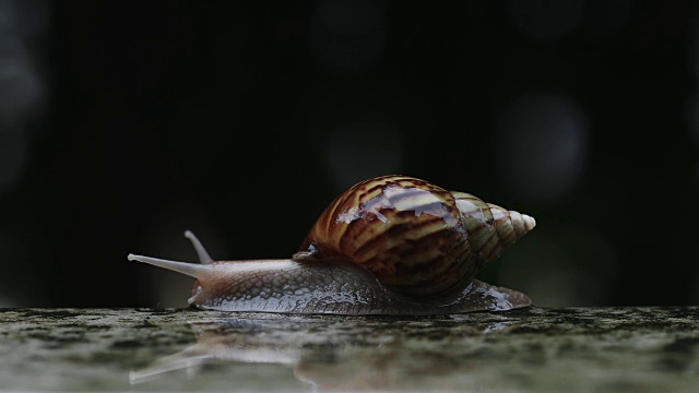 靠近褐色蜗牛慢慢地走着或在小水滴下向前移动，分辨率为4K Dci视频素材